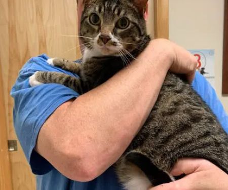 Saint Thomas Veterinary Center