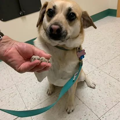 Saint Thomas Veterinary Center Picture 5