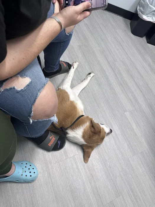 Old Line Veterinary Urgent Care Picture 9