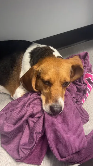 Old Line Veterinary Urgent Care Picture 3