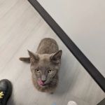 Old Line Veterinary Urgent Care