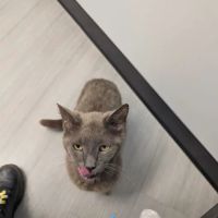 Old Line Veterinary Urgent Care ico