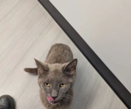 Old Line Veterinary Urgent Care