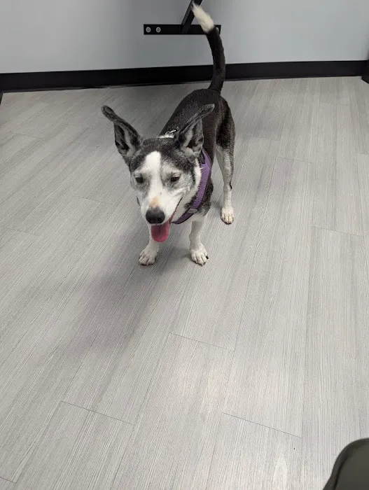 Old Line Veterinary Urgent Care Picture 10