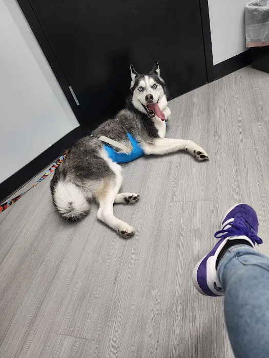 Old Line Veterinary Urgent Care Picture 2