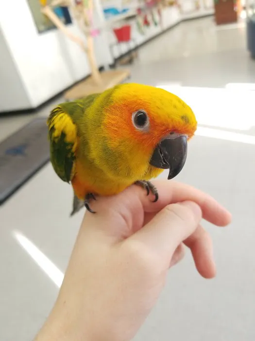 BirdSmart Picture 9