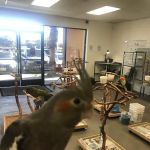 BirdSmart