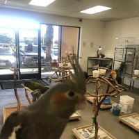 BirdSmart ico