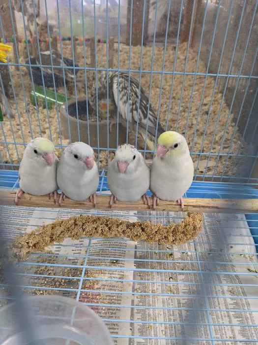 BirdSmart Picture 8