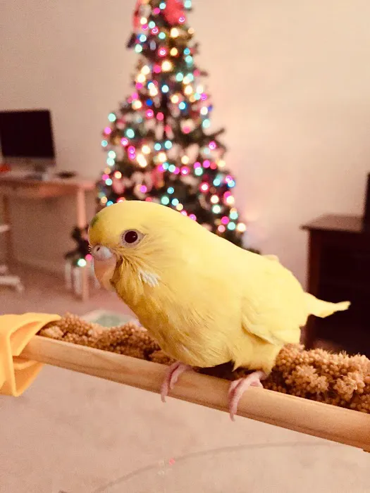 BirdSmart Picture 7