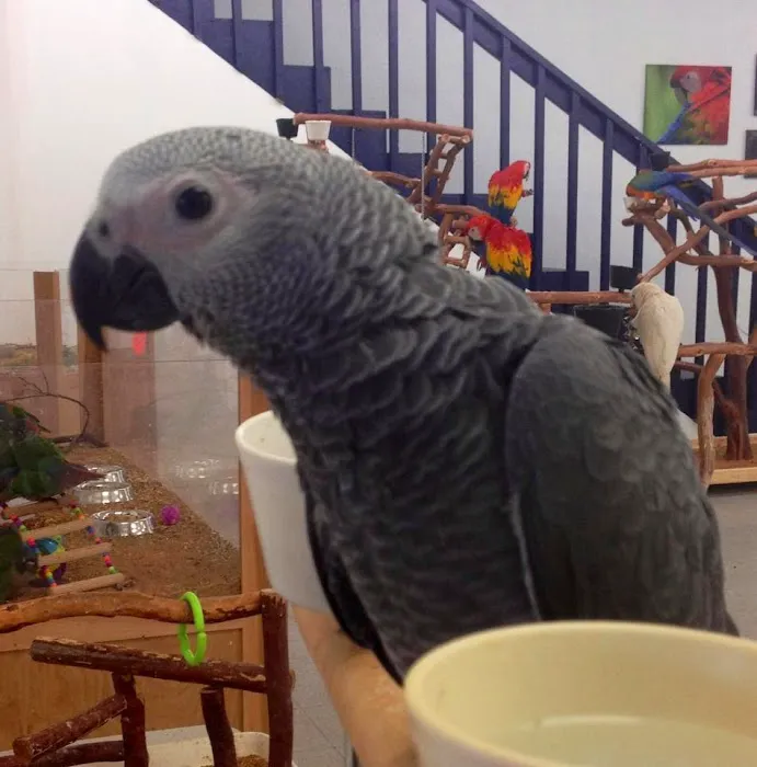 BirdSmart Picture 3