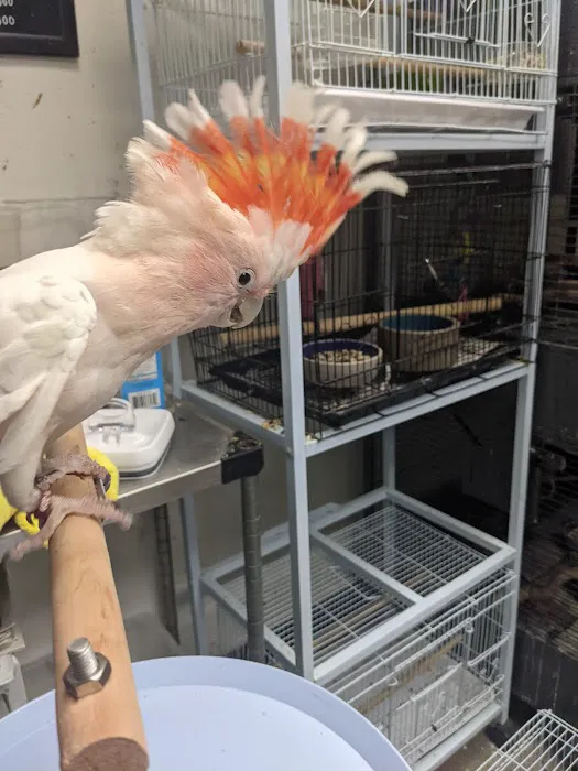 BirdSmart Picture 5