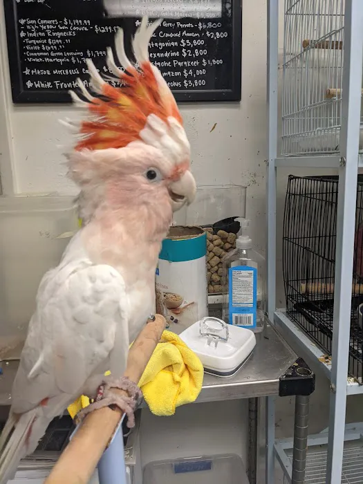 BirdSmart Picture 10