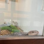 Reef and Reptile Company