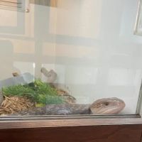 Reef and Reptile Company ico