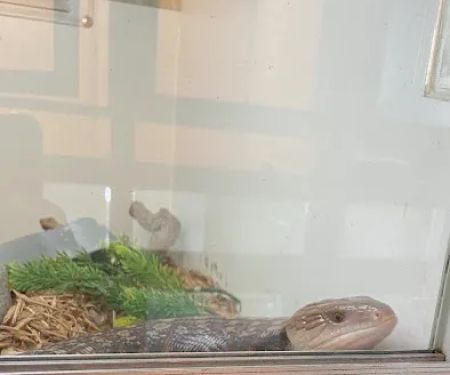 Reef and Reptile Company