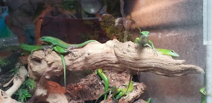 Reef and Reptile Company Picture 4