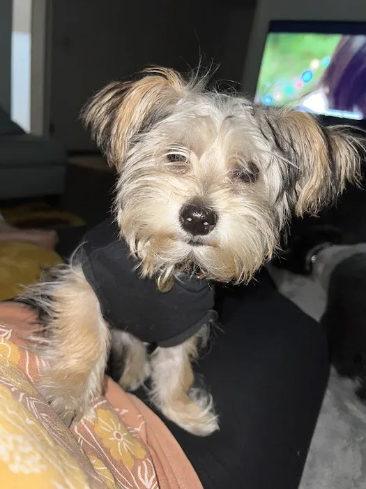 PetVet Vaccination Clinic Picture 3