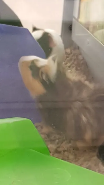 Petco Picture 4