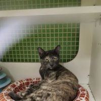 Petco ico