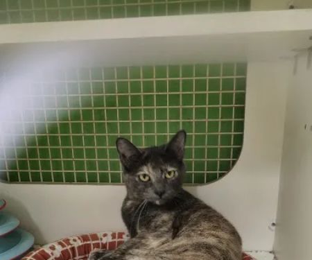 Petco