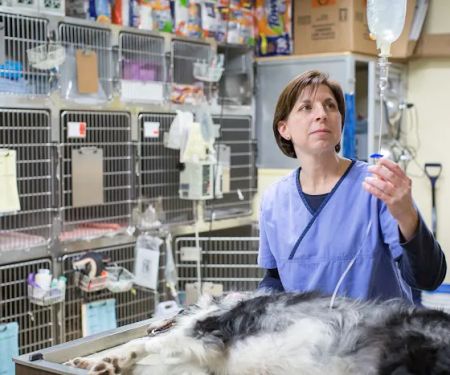Jefferson Veterinary Hospital