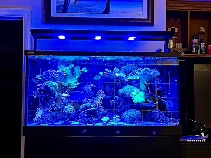 Reliant Aquarium Design Picture 4