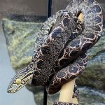 Beast Pets & Supplies