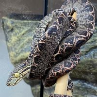 Beast Pets & Supplies ico