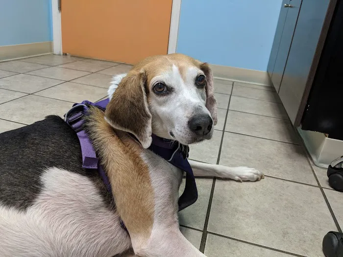 Claws N Paws Animal Hospital Picture 7