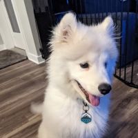 Claws N Paws Animal Hospital ico