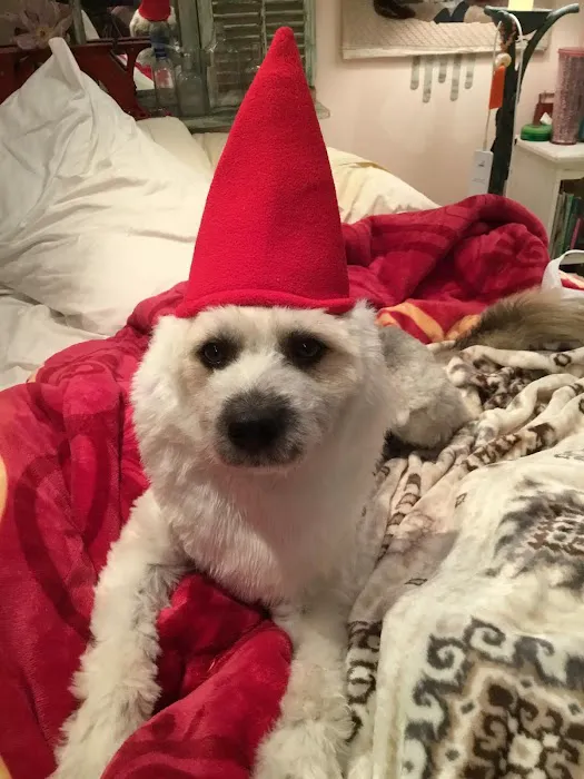 Decker's Dog + Cat Picture 2