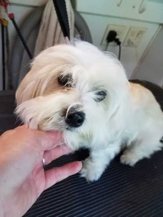 Elkridge Animal Hospital Picture 6