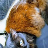 Calvert Animal Hospital ico