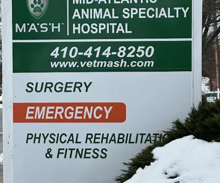 For Paws Rehabilitation