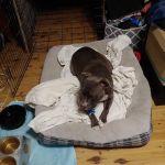 Mid-Atlantic Animal Specialty Hospital