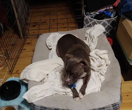 Mid-Atlantic Animal Specialty Hospital