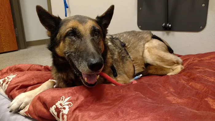 Mid-Atlantic Animal Specialty Hospital Picture 4