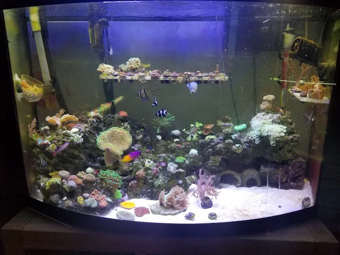 Aqua SD Picture 4
