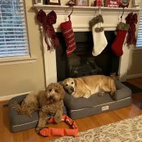 Calvert Well Pet Clinic ico