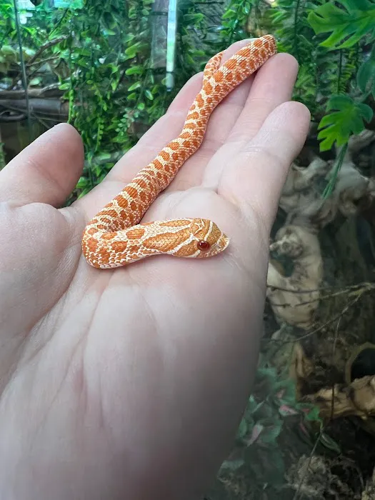 San Diego Reptile Co. Picture 10