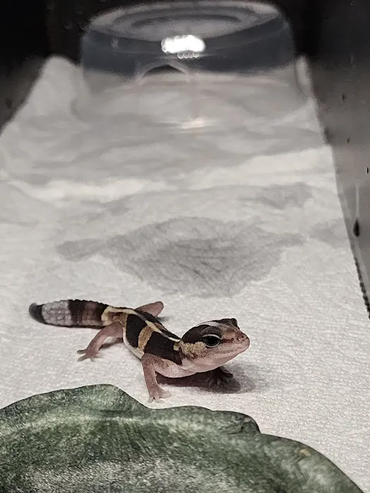 San Diego Reptile Co. Picture 6