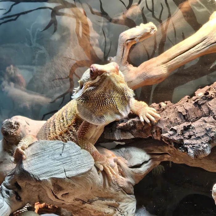 San Diego Reptile Co. Picture 4