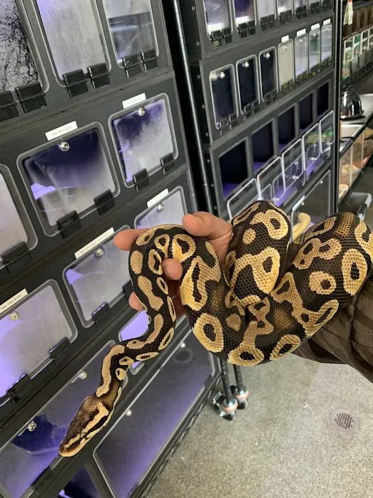 San Diego Reptile Co. Picture 3