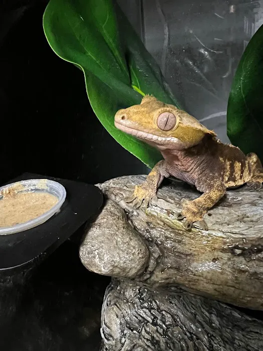San Diego Reptile Co. Picture 7