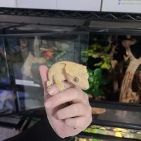 San Diego Reptile Co. ico
