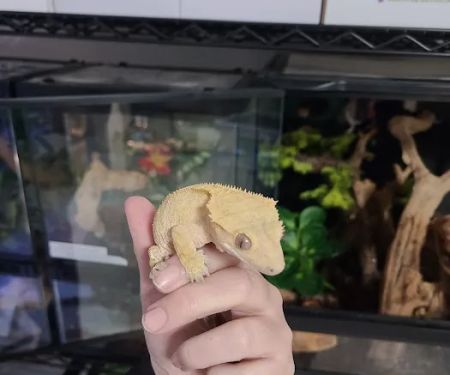 San Diego Reptile Co.