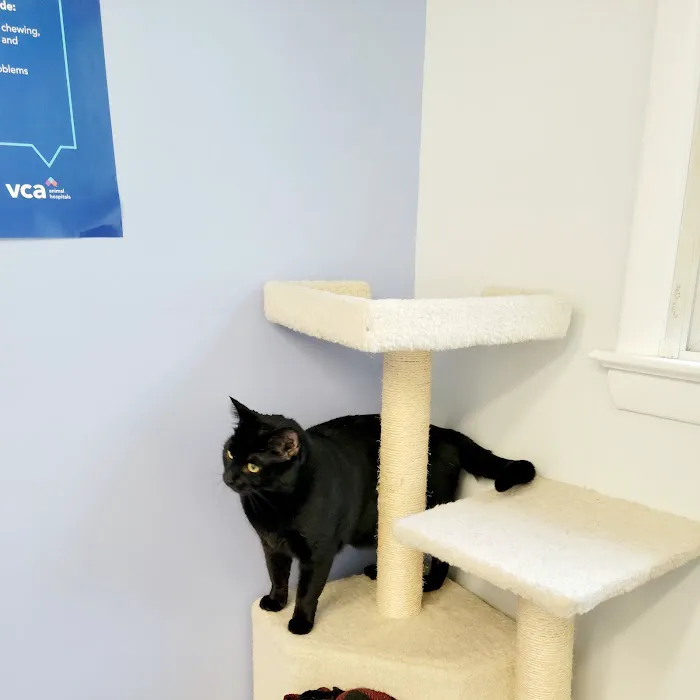 VCA Coolridge Animal Hospital Picture 4