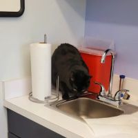 VCA Coolridge Animal Hospital ico