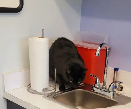VCA Coolridge Animal Hospital